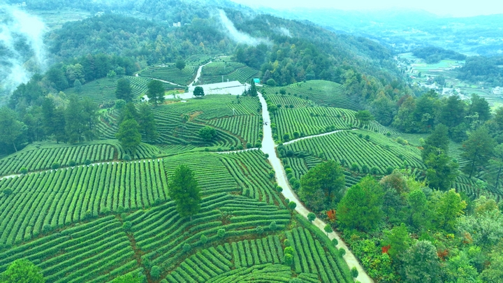 金沙縣后山鎮萬畝茶園 金莎 攝 (2).jpg