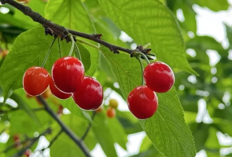 紅彤彤的櫻桃果實。陳應花攝