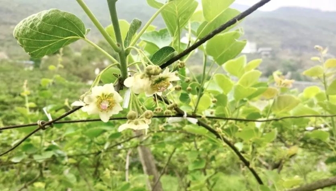 已授粉的獼猴桃花。胡仕朵攝