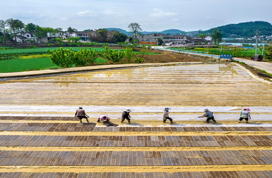村民在貴州省黔西市杜鵑街道大興社區水稻育秧點放置育秧托盤。