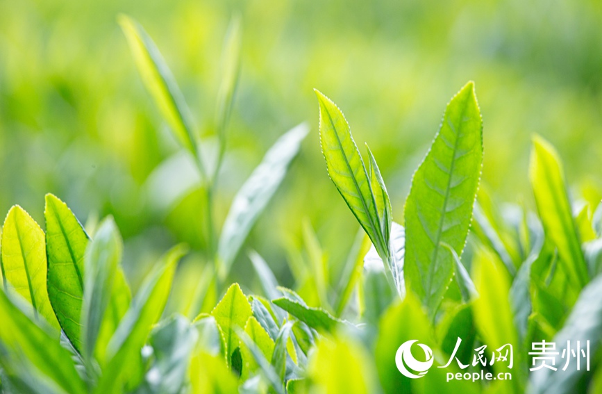 茶芽萌動。人民網 黃小桃攝