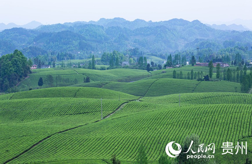 俯瞰萬畝茶海。人民網 黃小桃攝