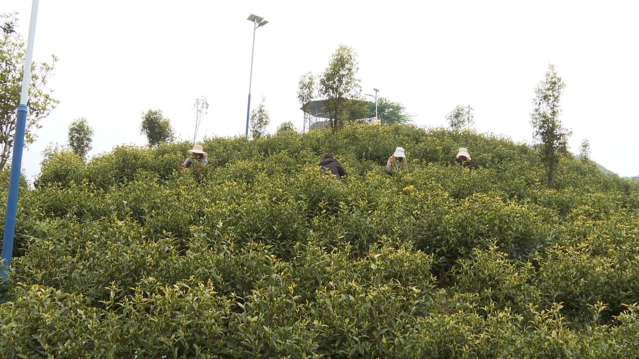 村民采茶忙。