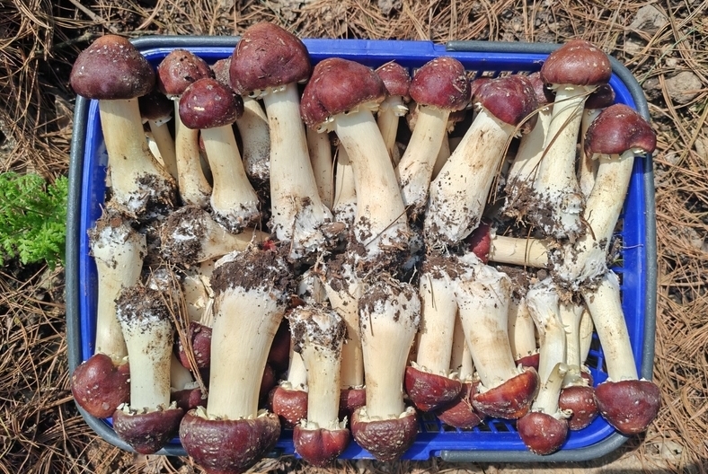 “小紅帽”助力大振興！修文縣3600畝林下赤松茸新鮮上市連日來，隨著黔中大地氣溫回暖，林下地表溫度漸漸攀升，修文縣六屯鎮境內的3600畝赤松茸正火熱出菇，以可觀的價格銷往省內外市場。