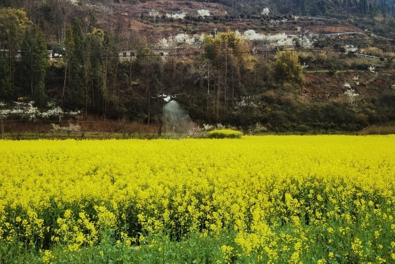 修文縣小箐鎮：無人機“飛防”顯身手 助力油菜穩產增收春風拂過田野，金燦燦的油菜花海隨風涌動。3月24日以來，在修文縣小箐鎮小壩村的田野上，一場科技與農業深度融合的“春耕保衛戰”正悄然打響。