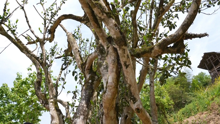 天印村古茶樹林 (2).jpg