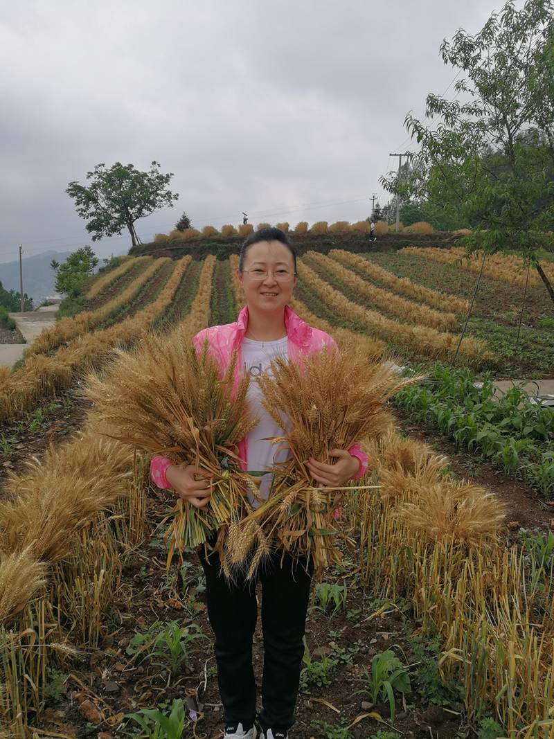 隋常玲博士團隊研發酒用高粱專用生態肥料。