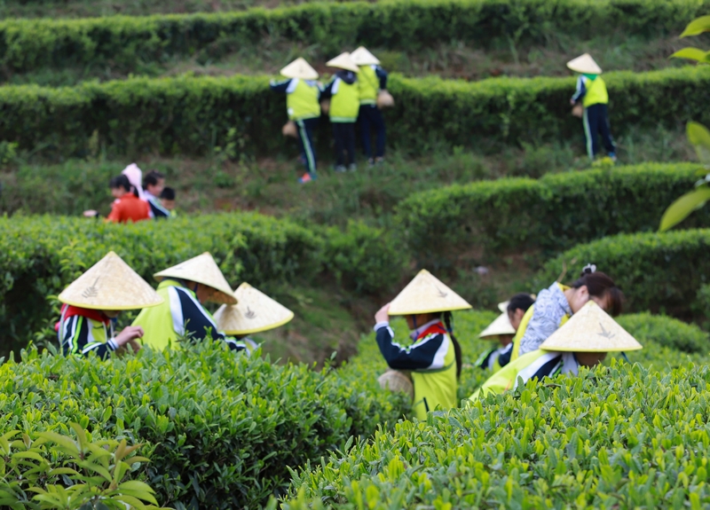 丹寨縣依托生態優勢大力發展山區生態茶種植，堅持走以茶興業、以茶惠農、茶旅融合的發展之路。圖為研學團隊在丹寨縣龍泉鎮馬寨茶園體驗采茶。丹寨縣融媒體中心