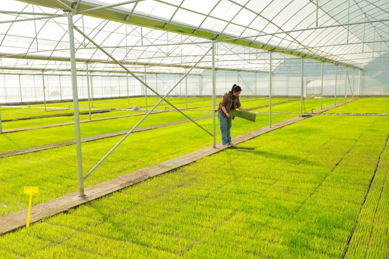 圖為印江合水鎮水稻育苗基地。