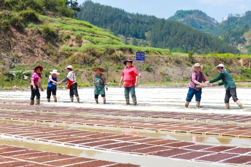 圖為農戶們正在育秧苗。