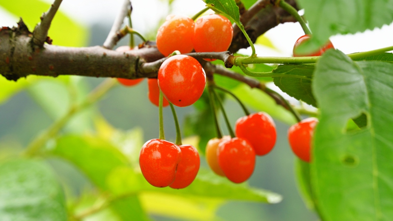 紅彤彤的櫻桃。