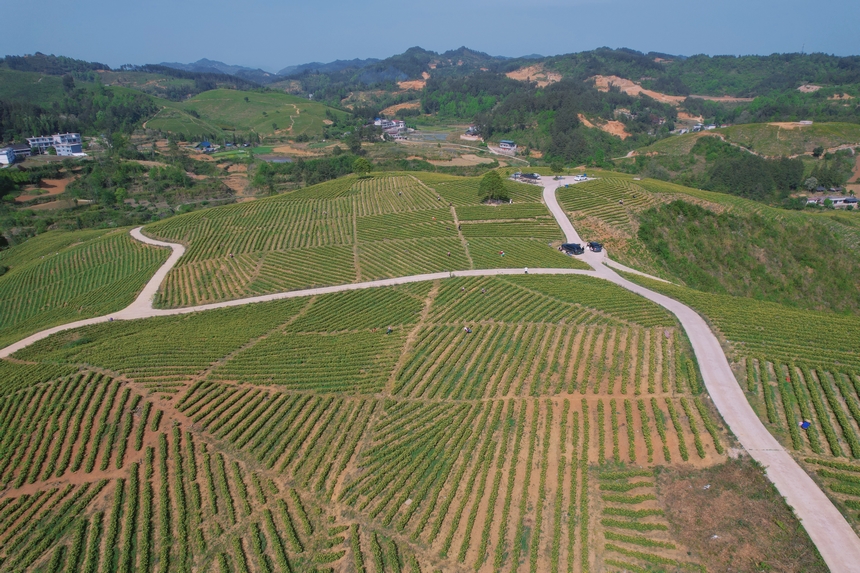 4月15日航拍青杠林千畝茶園。周建國攝