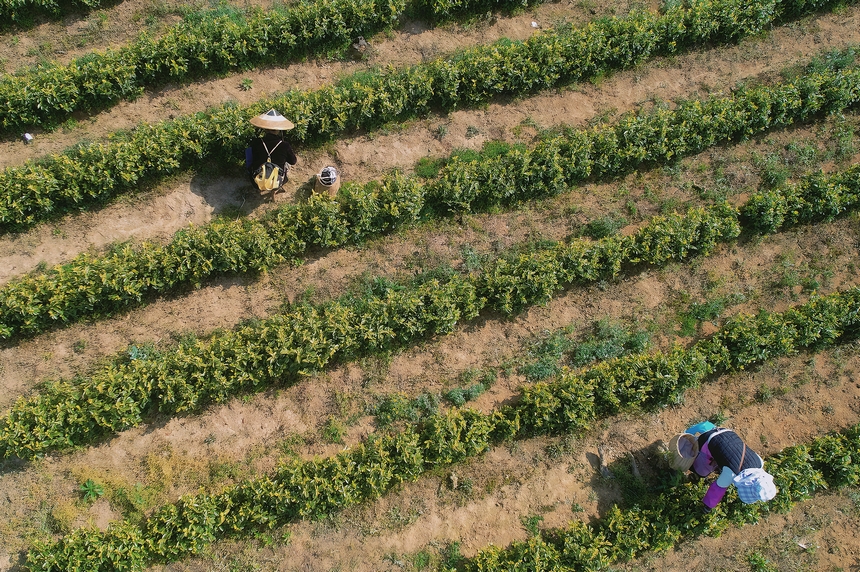 4月15日航拍青杠林千畝茶園茶農采茶。龍藝攝
