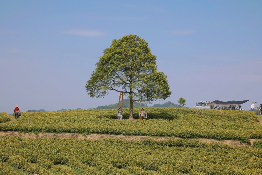 4月15日青杠林千畝茶園。龍藝攝