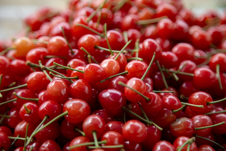 古達鄉櫻桃 陳春志 攝.jpg