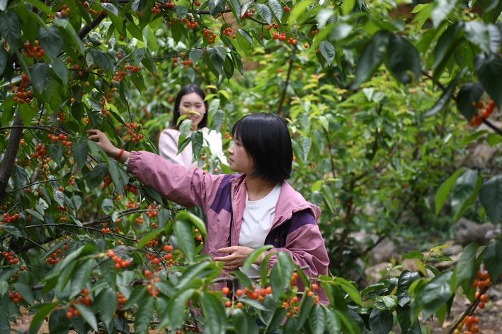 游客在古達鄉水營村櫻桃采摘園采摘櫻桃 閔罡 攝 (1).JPG