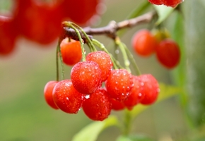 貴州赫章：櫻桃繪就新“豐”景