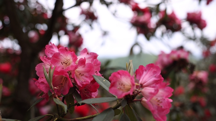 水城國家杜鵑公園 (2).jpg