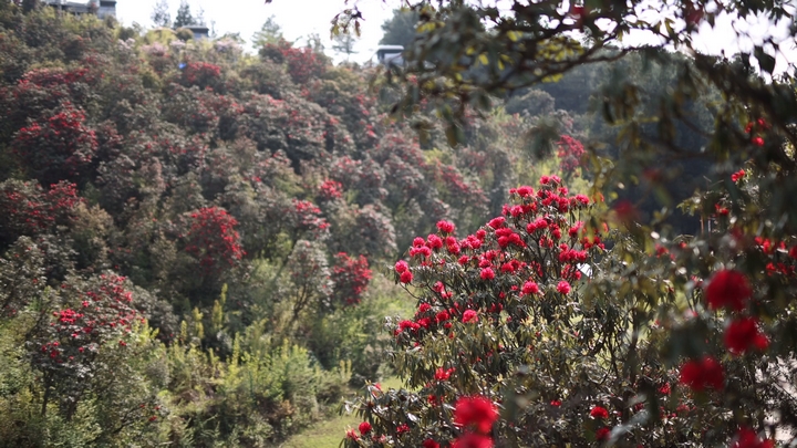 水城國家杜鵑公園 (3).jpg