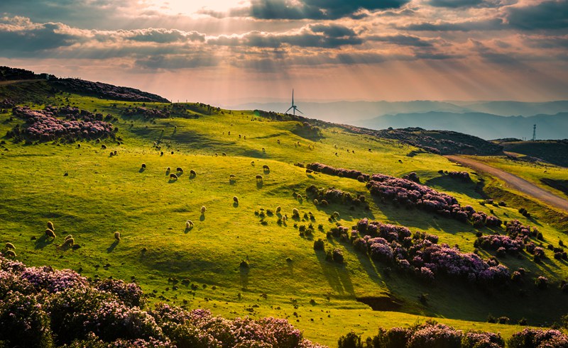 肖磊-《烏蒙大草原》。