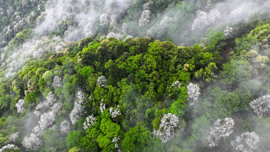 俯瞰世界自然遺產地梵凈山赤楊葉花海。