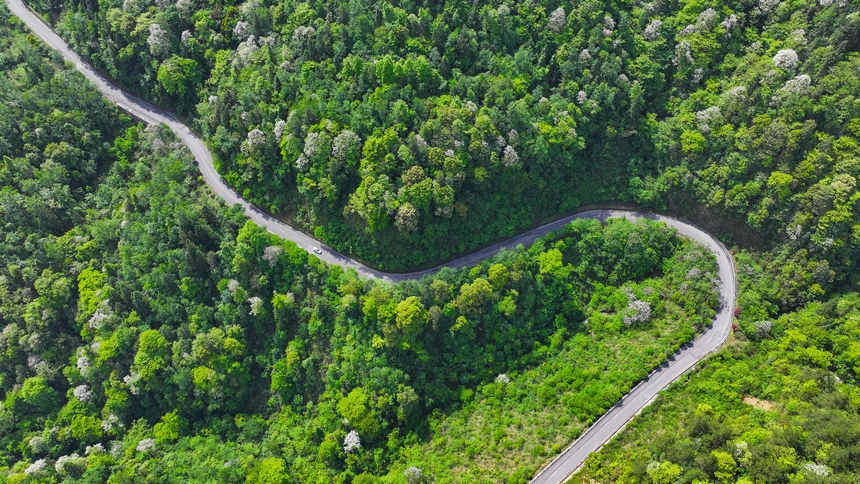 俯瞰世界自然遺產地梵凈山山花爛漫美景。