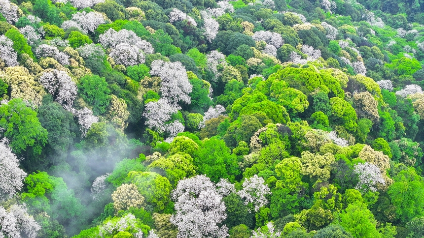 俯瞰世界自然遺產地梵凈山赤楊葉花海。
