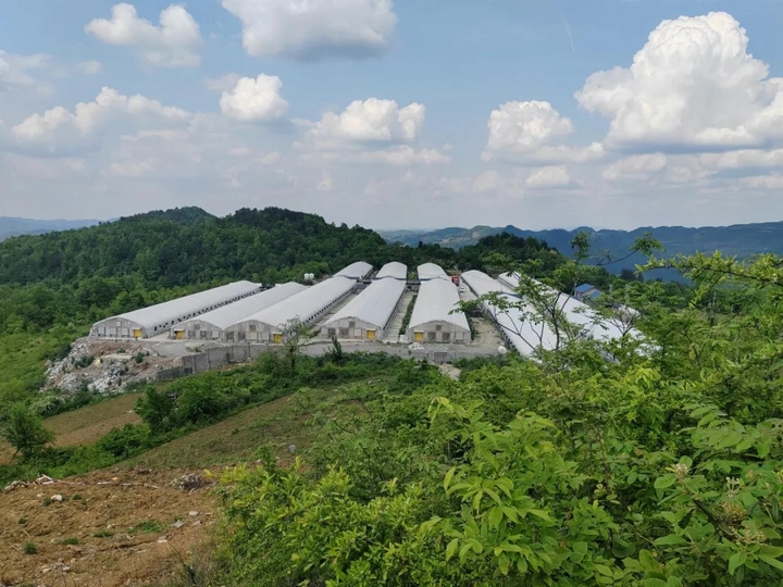 “菜果肉”協同增效 激活“三農”新動能。