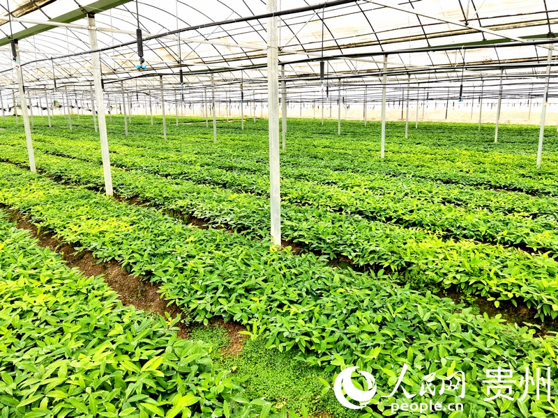 柿花村中藥材種植基地一隅。人民網記者 王秀芳攝