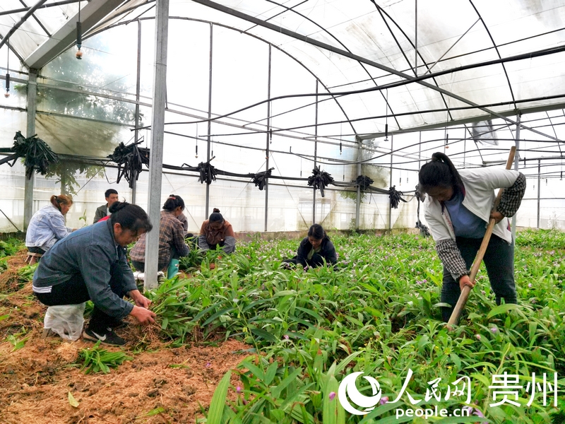 柿花村中藥材種植基地里，村民們正在分揀白芨苗。人民網記者 王秀芳攝