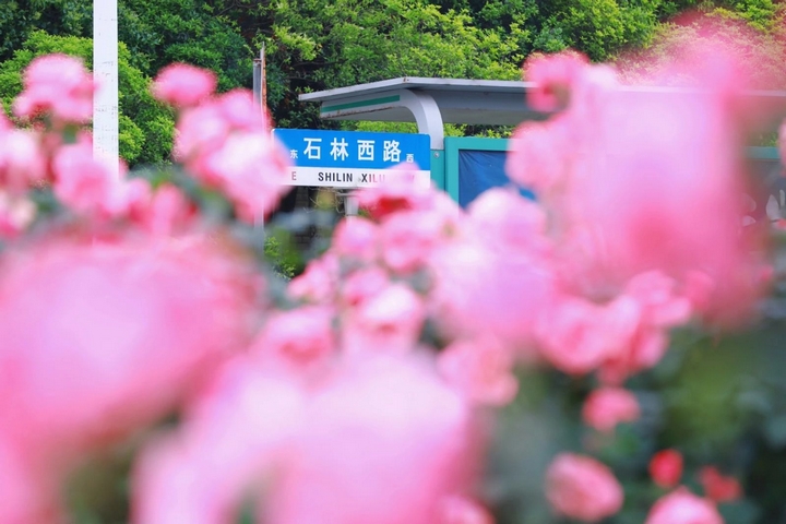 2月季花爭奇斗艷。