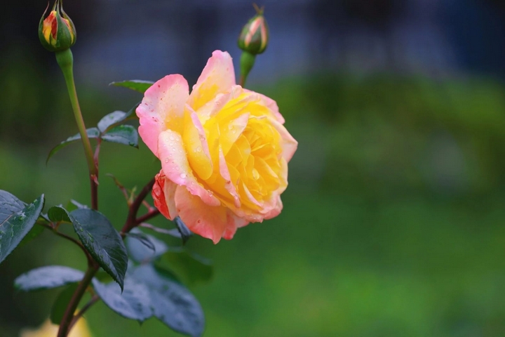 5月季花爭奇斗艷。