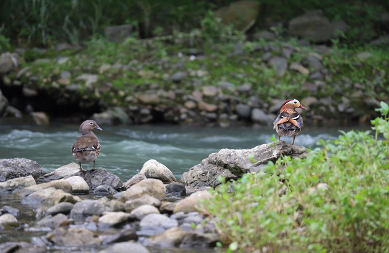 印江河珍稀水鳥。