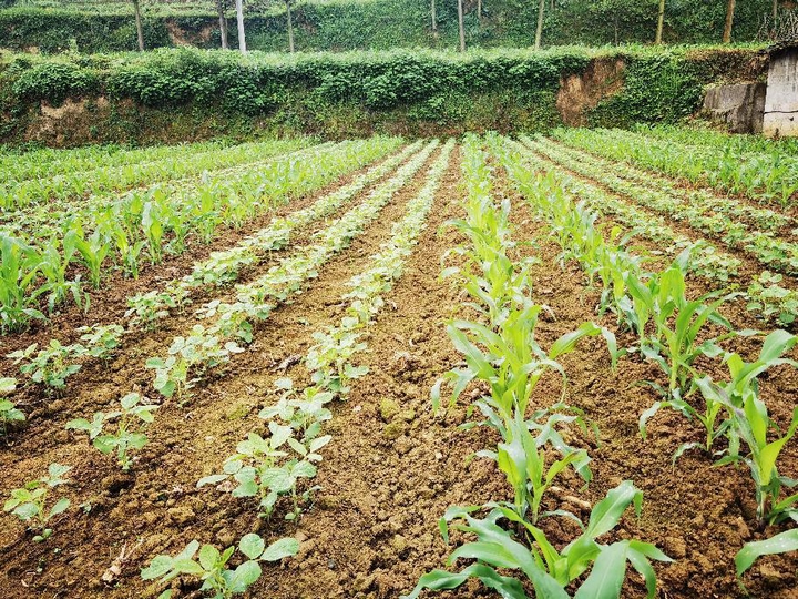 息烽縣大豆玉米復合種植面積將超萬畝。
