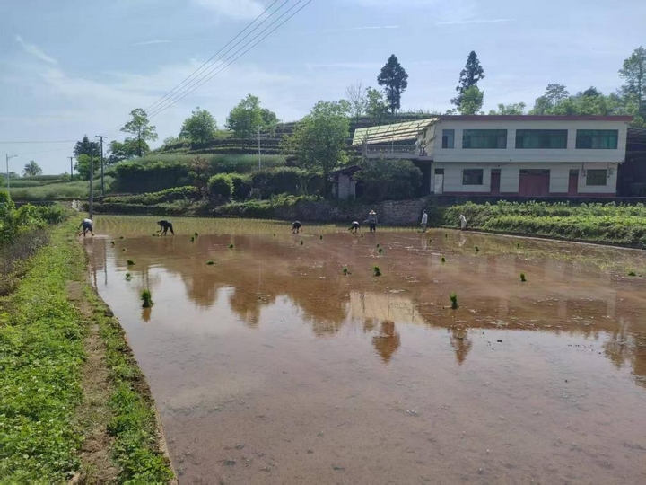 碧水映稻田 插秧繪新圖。