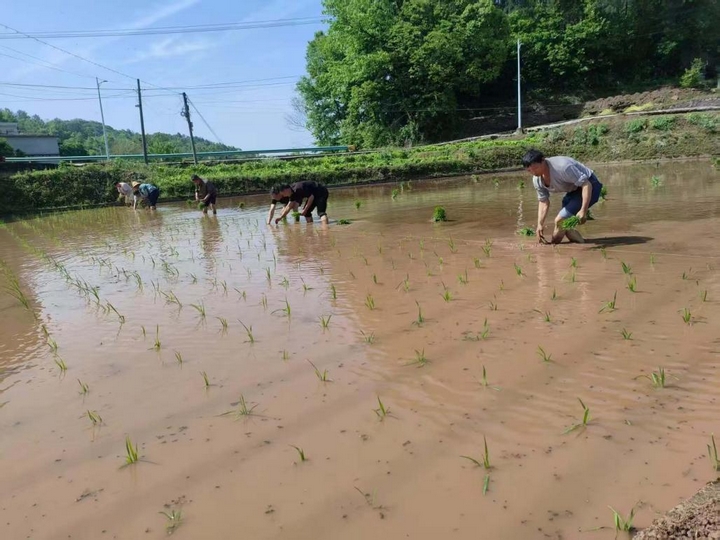 碧水映稻田 插秧繪新圖。