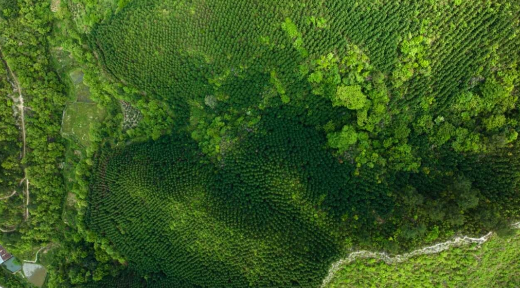 臺江縣：每噸84.6元！碳匯交易讓“空氣也能賣錢”。