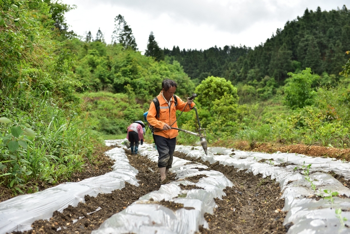 農戶在覆膜上鉆打栽苗孔.JPG
