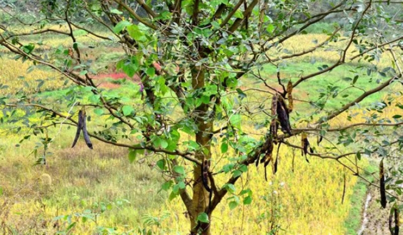 皂角掛滿枝頭。王秀芳攝