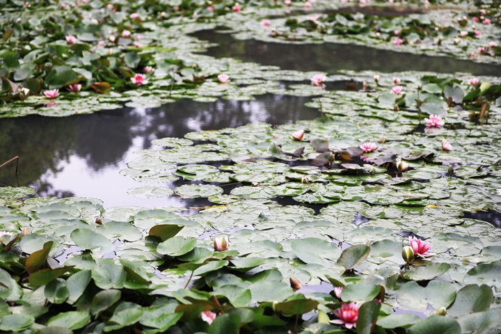 貴州省黔西市委黨校內，池塘里的蓮花次第綻放，成為校園特色景觀。