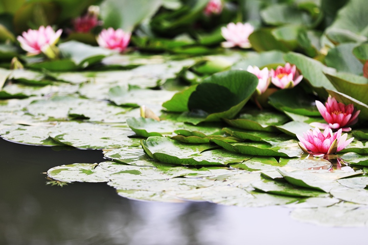 貴州省黔西市委黨校內，池塘里的蓮花次第綻放，成為校園特色景觀。