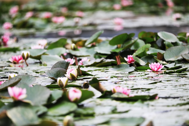 貴州省黔西市委黨校內，池塘里的蓮花次第綻放，成為校園特色景觀。