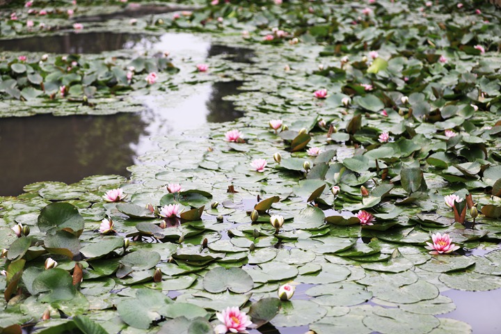 貴州省黔西市委黨校內，池塘里的蓮花次第綻放，成為校園特色景觀。