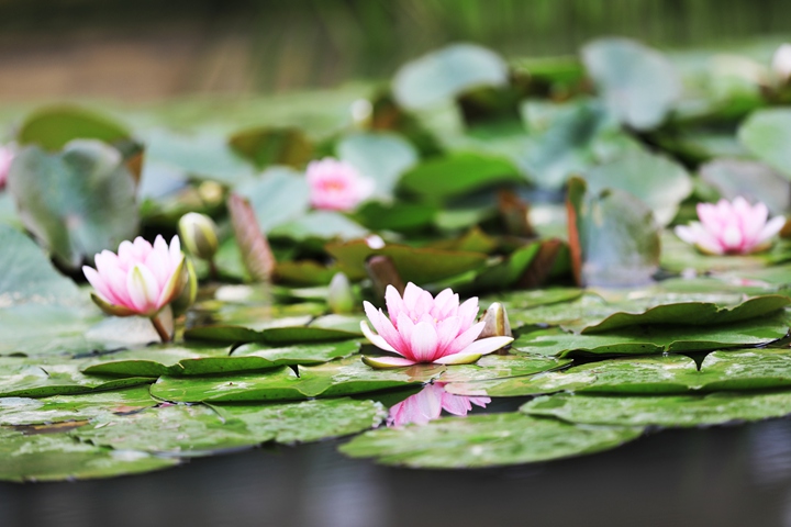 貴州省黔西市委黨校內，池塘里的蓮花次第綻放，成為校園特色景觀。