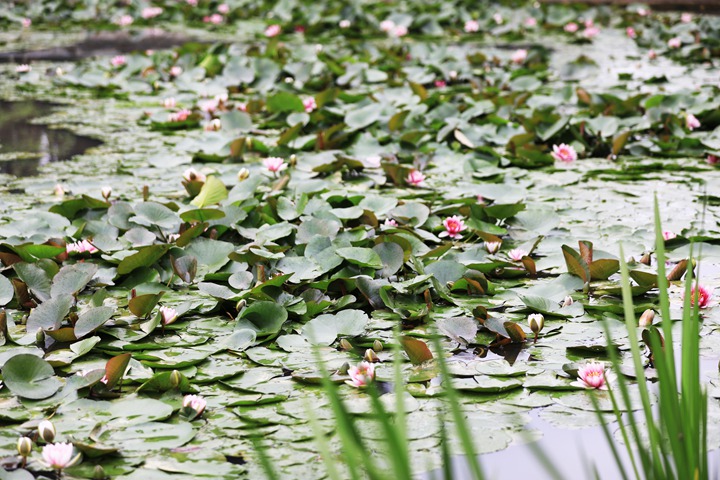 貴州省黔西市委黨校內，池塘里的蓮花次第綻放，成為校園特色景觀。