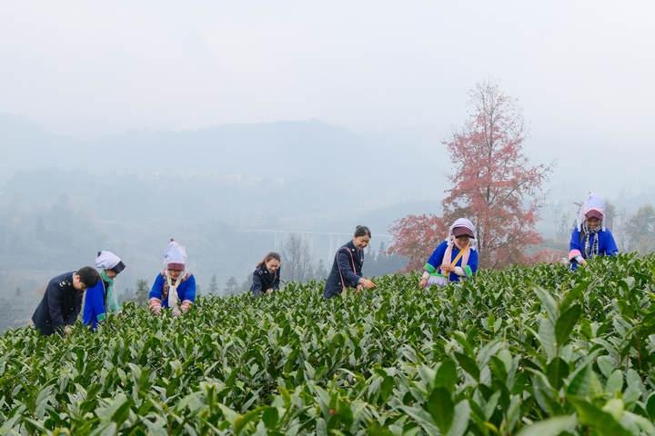 茶山景區村民采茶忙。 黔西南州稅務局供圖..jpg