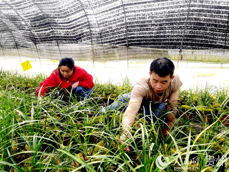 楊華飛與妻子陳友靜仔細查看蘭花長勢。人民網記者 王秀芳攝.jpg