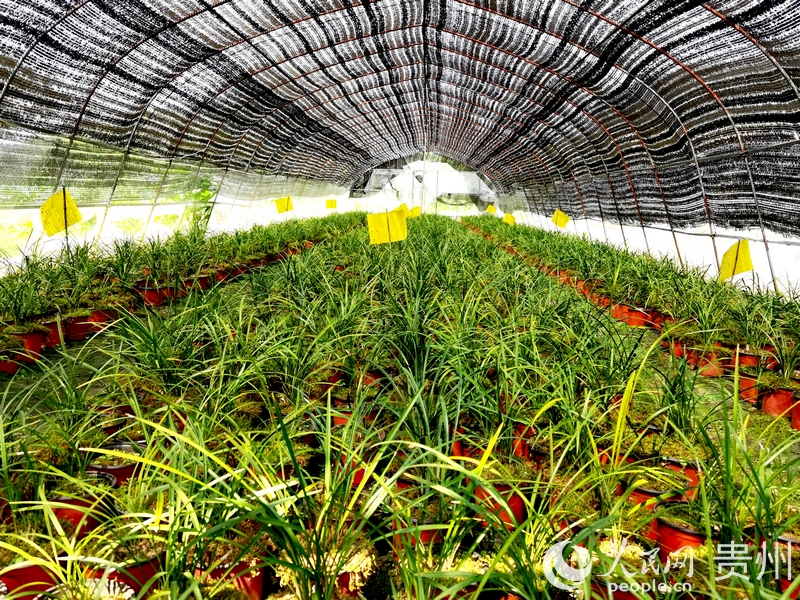 蘭花種植大棚一隅。人民網記者 王秀芳攝.jpg