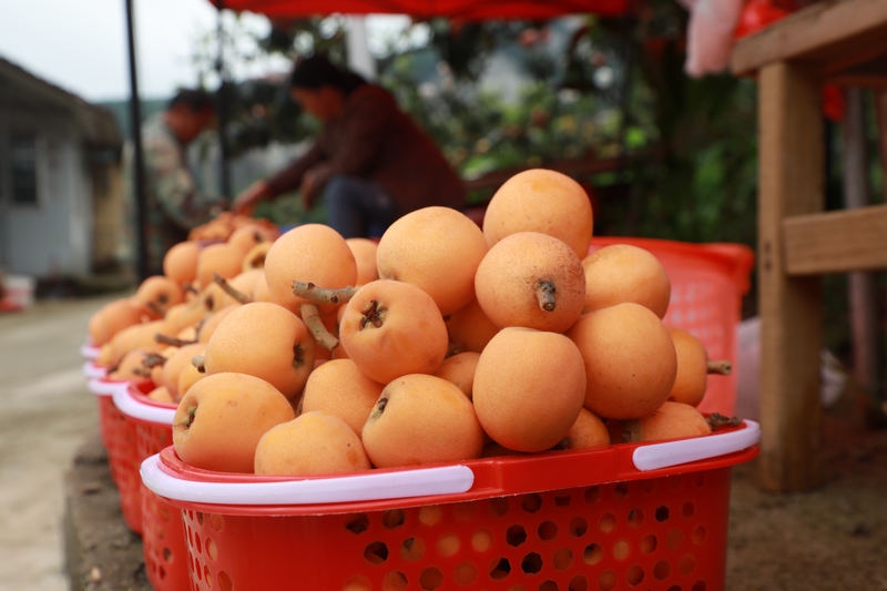 長順縣山口村枇杷。