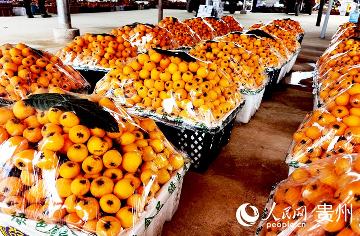 分揀區內，打包好的枇杷等待運輸。人民網記者 王秀芳攝